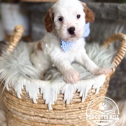 Ripley - Blenheim male Cavapoo puppy in Natural Bridge, Virginia from Padgetts Hill Puppies