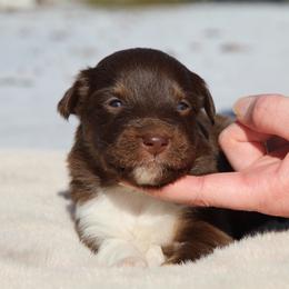 Kiki-1400 - Red tri-color female Australian Shepherd puppy in Star City, Arkansas from Circle P Farm Australian Shepherds