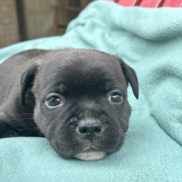 Bastian - Brindle male Staffordshire Bull Terrier puppy in Houston, Texas from Breaking Bad Staffords