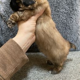 "Pekatzus " Pekingese Puppies from Wild Flower Pekingese
