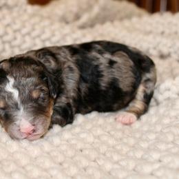 Kids - Blue merle male Bernedoodle puppy in Apple Creek, Ohio from Cuddle Paws