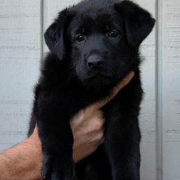 Bayou - German Shepherd puppy in Ore City, Texas from Feldwächter German Shepherds