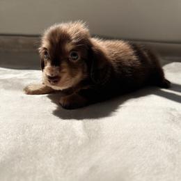 Dutton - Chocolate and cream male Dachshund puppy in San Diego, California from Enchanted little dachshunds