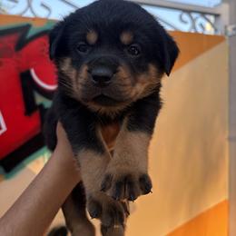 Rottweiler Puppies from Vonbart Rottweilers
