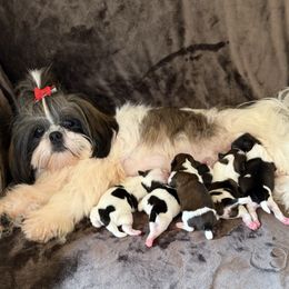 Princess - Shih Tzu