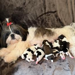 Princess - Shih Tzu