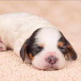 James - Tri-color male Australian Labradoodle puppy in Connersville, Indiana from Dessie's Doodles
