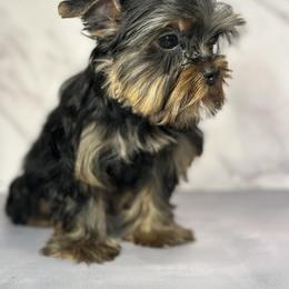 Yorkshire Terrier Puppies from Baby Blue Yorkies