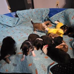 Collie puppies from Country Collies
