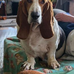 Moo Moo - Black brown and white female Basset Hound puppy in Russellville, Kentucky from Morse's Basset Hounds