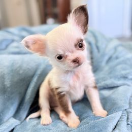 3250 TINY chocolate white longcoat boy - Chocolate and white male Chihuahua puppy in Strawberry, Arkansas from Strawberry River Chihuahuas