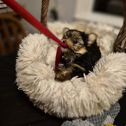 Yorkshire Terrier Puppies from Letterman Yorkies