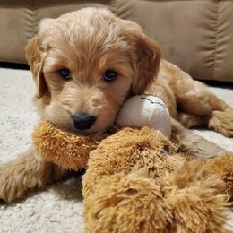 Goldendoodle Puppies from Lake Oakdale Doodles