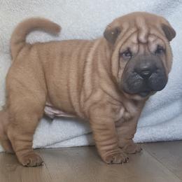 Rocky - Red fawn male Chinese Shar-Pei puppy in Bakersfield, California from Cashmerewrinkles
