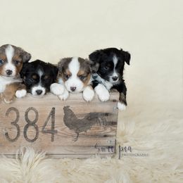 Miniature Australian Shepherds from Rafter C Aussies