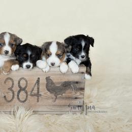 Miniature Australian Shepherds from Rafter C Aussies