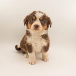 Bonnet - Red tri-color female Australian Shepherd puppy in Placerville, California from BFF Aussies