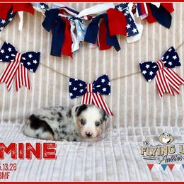 Yazmine - Blue merle female Miniature Australian Shepherd puppy in Madisonville, Texas from Flying LL Aussies