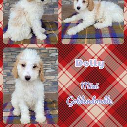 Goldendoodle Puppies from Rose's Doodles