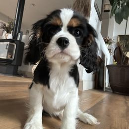 Cavalier King Charles Spaniel Puppies from Kozy Cavaliers