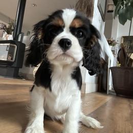 Cavalier King Charles Spaniel Puppies from Kozy Cavaliers