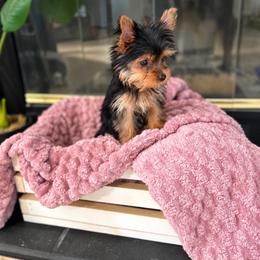 Bella - Blue and gold female Yorkshire Terrier puppy in Ocklawaha, Florida from Top Notch Pupz