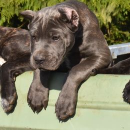 Bonita - Cane Corso puppy in Arlington, Washington from Folkvar Cane Corso