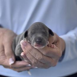 Boy 1 - Blue male Italian Greyhound puppy in Sugar Valley, Georgia from Pinnacle Farm and Kennel
