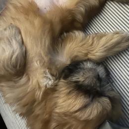 Shih Tzu Puppies from Jenny's Shih Tzus