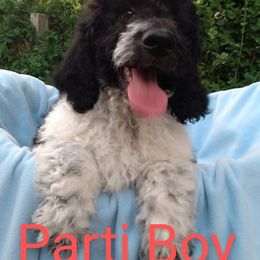 Parti Blue Boy - Sheepadoodle puppy in Kimberly, Idaho from Wizardwood Doodles