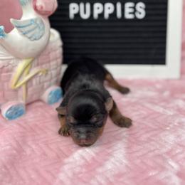 Girl 2 - Black and gold female Yorkshire Terrier puppy in Charleston, West Virginia from Mountain State Puppies