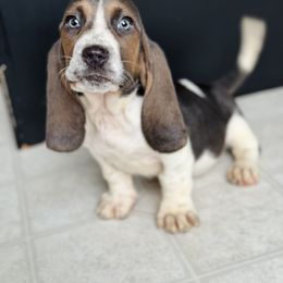 Basset Hound Puppies from Central Kentucky Basset Hounds