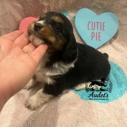 Susie Q - SILKY WIREHAIR - Blk tan piebald - Black and tan female Dachshund puppy in East Dover, Vermont from Audet’s Mini Dachshunds