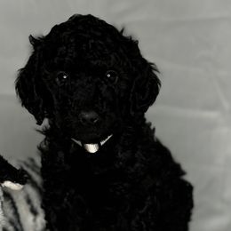 White Collar Girl - Black female Poodle puppy in Colorado Springs, Colorado from Pikes Peak Doodles