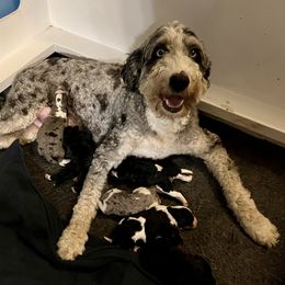 Bernedoodle and Goldendoodle Puppies from Brunsman Country Doodles LLC