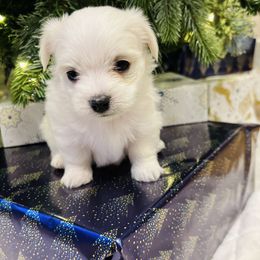 Cezer - Maltese