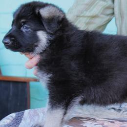 White colored male - Black and silver male German Shepherd puppy in Yakima, Washington from Bahr-S German Shepherds