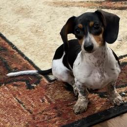 Oreo - Piebald female Dachshund puppy in Beech Grove, Arkansas from Ze Zadnich lesu