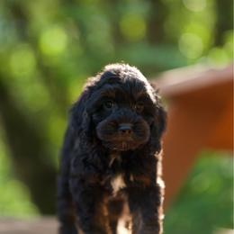 Kai - Black white and tan male Cockapoo puppy in Deming, Washington from Heavenly Puppies to Love
