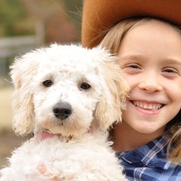 Sandy - Goldendoodle