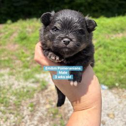 Black and tan boy 2800 - Black and tan male Pomeranian puppy in Kentucky from Em&M Pomeranians