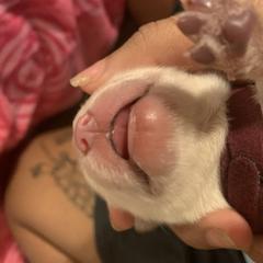 Chow Chow Puppies from Darling Chows