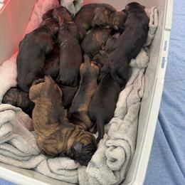 Girl 1 - Sable female German Shepherd puppy in New York from Spitze German Shepherds