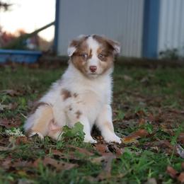 Australian Shepherd Puppies from Covenant View Farm Australian Shepherds