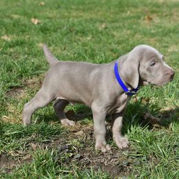 Weimaraner Puppies from SureShot Weimaraners