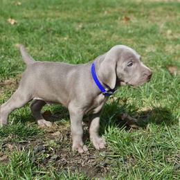 Weimaraner Puppies from SureShot Weimaraners
