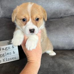 Chloe - Red female Pembroke Welsh Corgi puppy in Stuart, Iowa from Johnson Family Paws