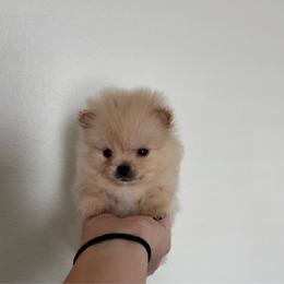 Butterball - Orange male Pomeranian puppy in Rockledge, Florida from Skye pomeranians