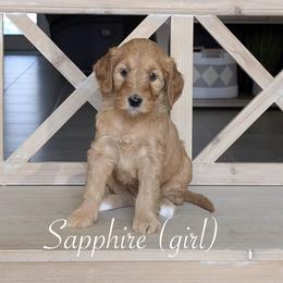Sapphire - Red  female Goldendoodle puppy in Beverly Hills, Florida from Bundle of Joy Doodles