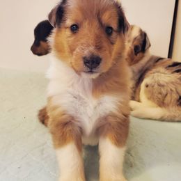 Collie Puppies from High Altitude Collies